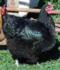 Black Australorp Egg Color Image 2280 Of 2280 In Forum Thread Australorps Breed Thread Chickens Backyard Australorp Chicken Beautiful Chickens