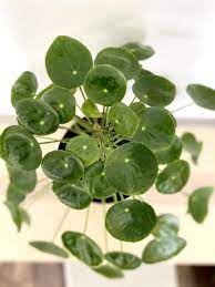Maybe you would like to learn more about one of these? 10 Best Non Toxic Houseplants That Are Safe For Children Cats Dogs My Tasteful Space