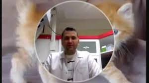 Kedilerde Kisirlastirma Sonrasi Dikkat Edilmesi Gerekenler Bakim Beslenme Istah Tuvalet Youtube