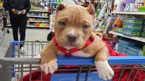 Pitbull terrier terrier dogs bully pitbull blue nose pitbull bull terriers puppy care pet puppy dog cat pomeranian puppy. Funniest Cutest Pitbull Puppies 2 Funny Puppy Videos 2020 Youtube