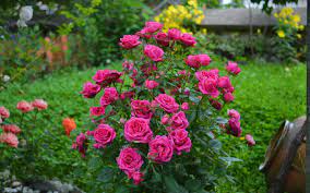 Become a supporter of rose flower garden hd wallpaper and similar nature via a monthly donation of. Wallpaper Pink Roses Garden Flowers 2880x1800 Hd Picture Image