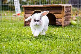 8 Things To Know Before Getting A Pet Rabbit