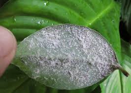 Image result for scale on plant