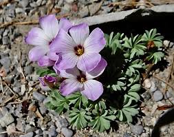 Image result for Oxalis purpurascens