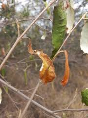 Image result for Croton dichogamus