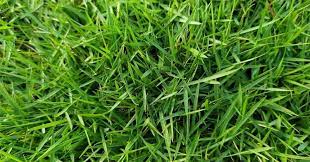 This includes not only using the correct type of mower but also mowing at the correct height and frequency. How To Eliminate Zoysia Grass From Your Lawn Girard On Girard