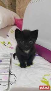 ucretsiz kedi sahiplenme ilanlari kedi yavru kediler kopek