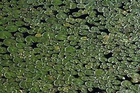 Tons of awesome swamp thing wallpapers to download for free. Royalty Free Swampy Photos Free Download Piqsels