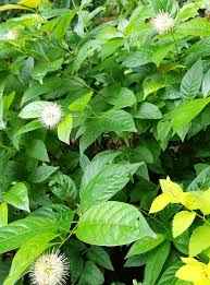 Image result for Cephalanthus