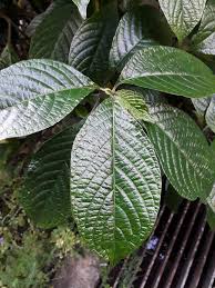 Daun keji beling merupakan daun yang pasti sering anda jumpai di sekitar anda. Minum Air Daun Pecah Kaca Untuk Sihat Ni Cara Sediakan Ikut Gaya Orang Cina Keluarga