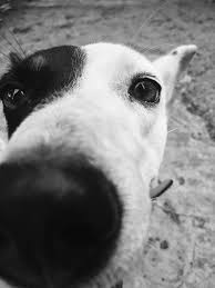 Pin By Jamie Sun On Adorable Puppies Black And White Dog Dogs Dog Photography