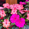 These trailing, colorful shade annuals bloom prolifically in spring and fall, almost covering themselves in flowers. 3