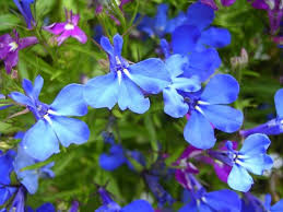 Image result for Lobelia uliginosa