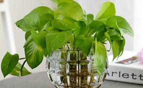 Place these in your bedroom to breathe in the fresh air all day long. 7 Best Vastu Plants For Bedroom Floweraura