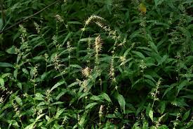 Image result for Oplismenus undulatifolius