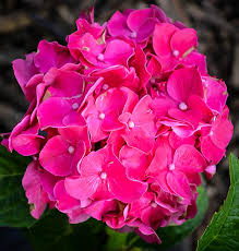 Mophead, lacecap and mountain hydrangeas. Glowing Embers Hydrangeas For Sale Online The Tree Center