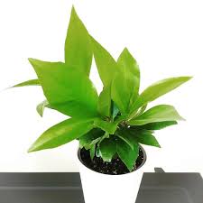 Image result for Ardisia staudtii