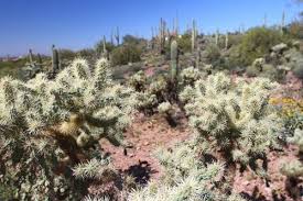 The problem often lies with food companies; Dogs Feet And Cactus Hunt Talk