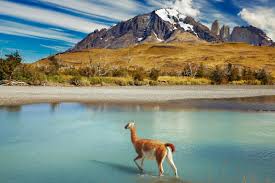 You will visit torres del paine located just over a hundred kilometers from puerto natales, the national park appears with incredible landscape resources on its 242,242 hectares. Bilder Nationalpark Torres Del Paine Chile Franks Travelbox