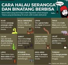 Cara halau tikus cara islam. Viral Johor Cara Halau Serangga Dan Binatang Berbisa Facebook