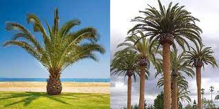 Aim to remove only the dead, dying, and broken fronds from your palm tree—don't remove green fronds unless they're pointing toward the ground. Palm Tree Trimming Cost Guide 2021 Compare Prices How To Save