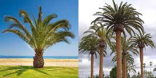 How much does it cost to trim a palm tree in arizona. Palm Tree Trimming Cost Guide 2021 Compare Prices How To Save