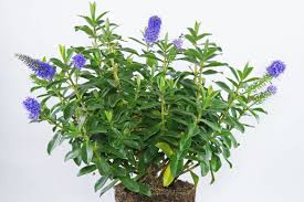 Image result for Hebe 'Andersonii'