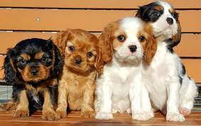 Small Breed Cavalier King Charles Spaniel King Charles Cavalier Spaniel Puppy Cavalier King Charles Spaniel King Charles Dog