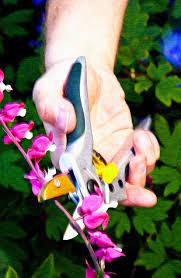 Bleeding Heart Plants Are Beautiful Perennials That Produce Very Distinctive Heart Shaped Flowers Bu Bleeding Heart Plant Bleeding Heart Flower Bleeding Heart