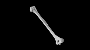 Human Humerus Download Free 3d Model By Eric Bauer Ebauer4 548132d Sketchfab