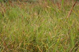 Image result for Alloeochaete oreogena