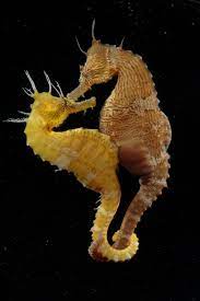 Seahorses typically give birth during the night, and they're usually ready by morning to receive more eggs and repeat the process all over again. Romance Of The Seas Strange Mating Habits Of The Seahorse