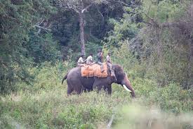 Karnataka's Elephantine Problem