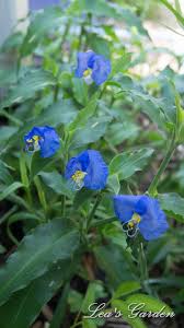 Image result for Commelina reptans