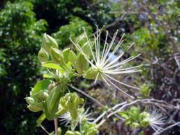 Image result for Maerua