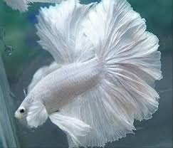 Kita ketahui ada 10 kelompok spesies ikan cupang yang bisa dibudidayakan, bahkan ada 42 jenis ikan cupang. Cara Budidaya Ikan Cupang Untuk Pemula Lengkap Dengan Gambar Zona Ikan