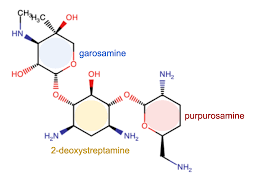 Image result for Gentamicin