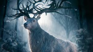 Egyetemes, szívmelengető mese, ami egyaránt szól idősekhez és fiatalokhoz. Arnyek Es Csont Ezt Kell Tudni A Netflix Uj Sorozatarol Geek Life