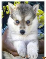 They will either keep the wild look of his wolf parent, or the domesticated look of his husky parent. Siberian Husky Wolf Mix Puppies For Sale Zoe Fans Blog Wolf Dog Puppy Wolf Dog Cute Dogs