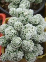 Check spelling or type a new query. 67 Cactus Plants Ideas In 2021 Cactus Plants Cactus Plants