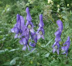 Green leaf purple underside?, 1 by hollyhocklover. Aconitum Wikipedia