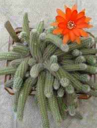 Kindly go through the group guidelines before posting plants for sale. Cactus Chamacereus Silvestrii Live Plant Cactus Plants Cactus Flower Cactus
