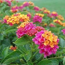 Robot Check Lantana Plant Lantana Plants