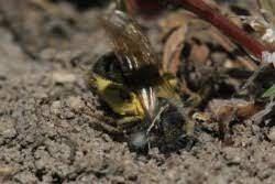 Check spelling or type a new query. Ground Nesting Bees In Your Backyard Department Of Entomology