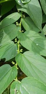 Image result for Trema sp A