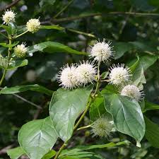 Image result for Cephalanthus