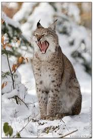 The four living species of the genus lynx are believed to have evolved from the issoire lynx, which lived in europe and africa during the late pliocene to early pleistocene. 250 Best Caracals Lynx Lynx Bobcat Canada Lynx Eurasian Lynx Iberian Lynx Issoire Lynx Extinct Ideas In 2021 Wild Cats Lynx Animals Wild