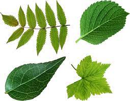 Green Leaves Png Image Purepng Free Transparent Cc0 Png Image Library