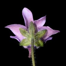 Image result for Nemesia lilacina