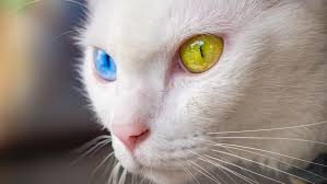 ‪19 Rarest Cat Breeds You'll Be Lucky to Spot in a Home | HowStuffWorks‬‏